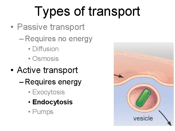 Types of transport • Passive transport – Requires no energy • Diffusion • Osmosis