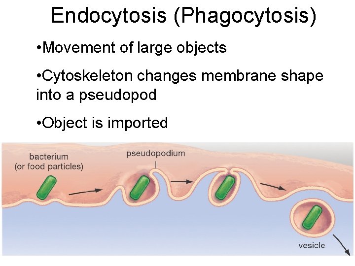 Endocytosis (Phagocytosis) • Movement of large objects • Cytoskeleton changes membrane shape into a