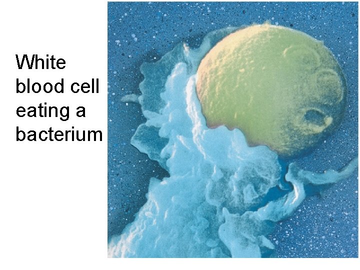 White blood cell eating a bacterium 