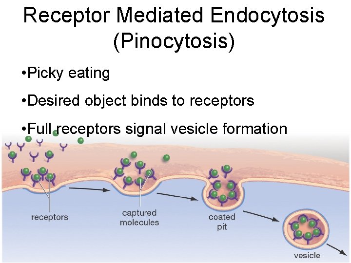 Receptor Mediated Endocytosis (Pinocytosis) • Picky eating • Desired object binds to receptors •