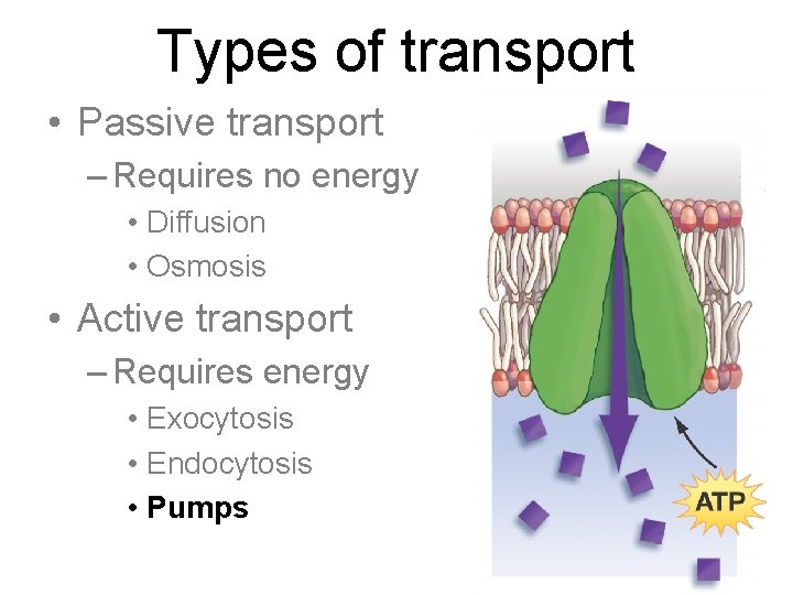 Types of transport • Passive transport – Requires no energy • Diffusion • Osmosis