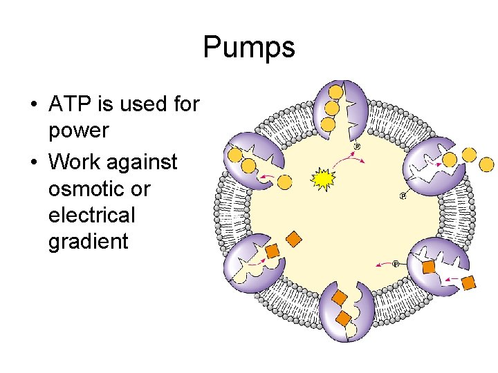 Pumps • ATP is used for power • Work against osmotic or electrical gradient