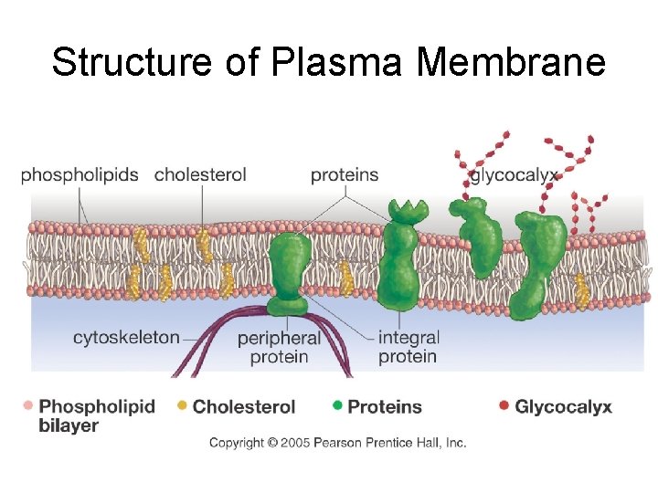 Structure of Plasma Membrane 