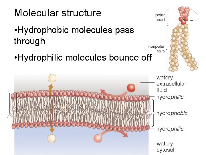Molecular structure • Hydrophobic molecules pass through • Hydrophilic molecules bounce off 