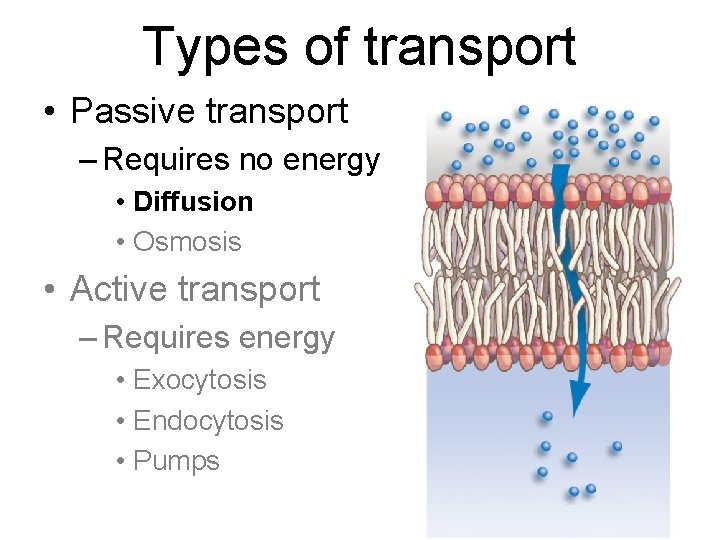 Types of transport • Passive transport – Requires no energy • Diffusion • Osmosis