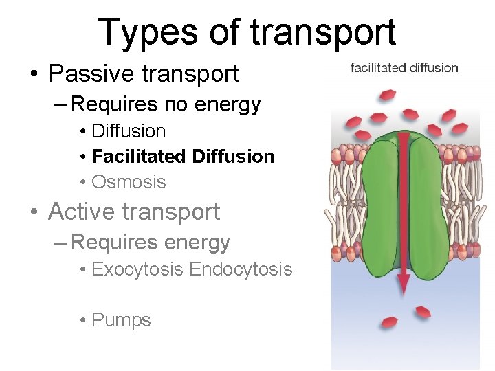 Types of transport • Passive transport – Requires no energy • Diffusion • Facilitated