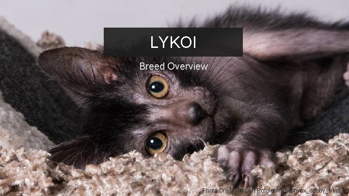 LYKOI Breed Overview ROCKEFELLER Creative Agency Presentation Photo Credit: Martin Potgieter @sphynx_dobby_lykoi_lob 