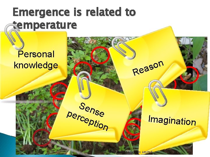 Emergence is related to temperature � The first few days, we saw only one