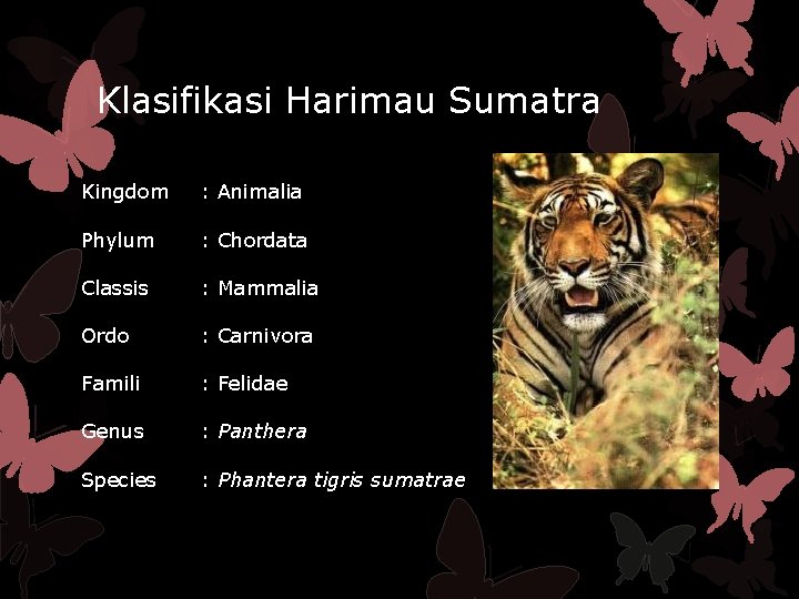 Klasifikasi Harimau Sumatra Kingdom : Animalia Phylum : Chordata Classis : Mammalia Ordo :