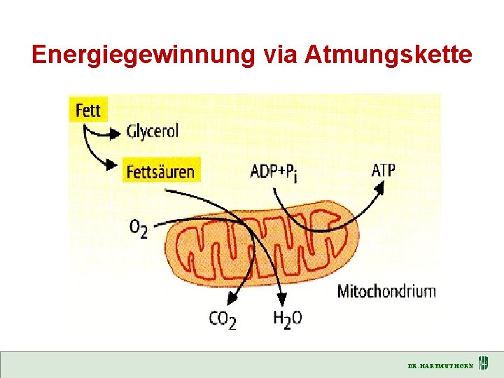 Energiegewinnung via Atmungskette DR. HARTMUT HORN 