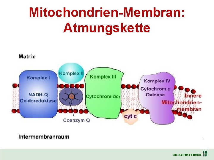 Mitochondrien-Membran: Atmungskette DR. HARTMUT HORN 