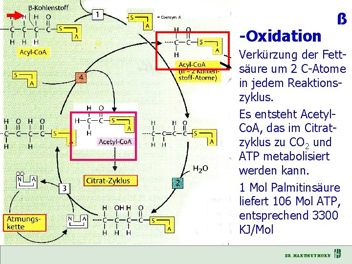 = Coenzym A Fettsäure ß -Oxidation Verkürzung der Fettsäure um 2 C-Atome in jedem