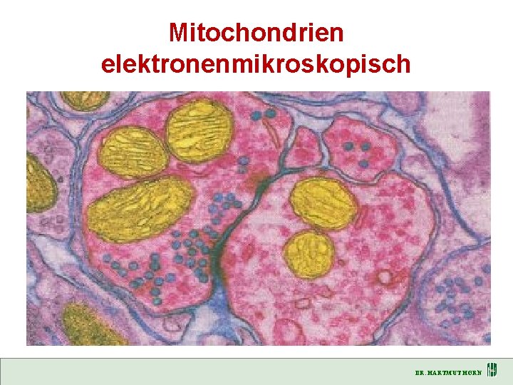 Mitochondrien elektronenmikroskopisch DR. HARTMUT HORN 