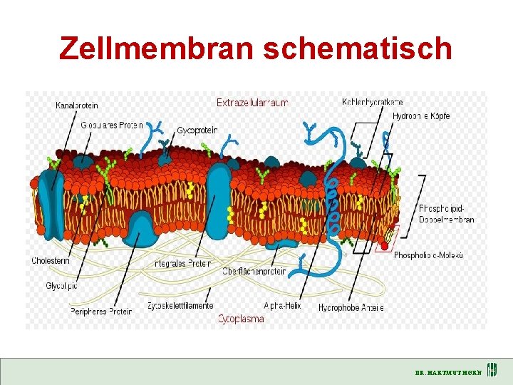 Zellmembran schematisch DR. HARTMUT HORN 