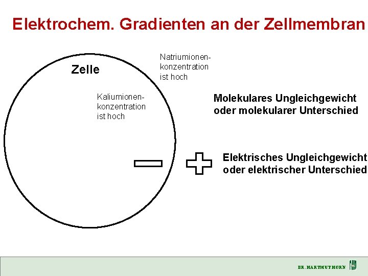 Elektrochem. Gradienten an der Zellmembran Zelle Kaliumionenkonzentration ist hoch Natriumionenkonzentration ist hoch Molekulares Ungleichgewicht