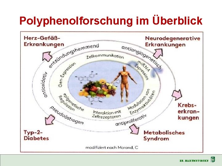 Polyphenolforschung im Überblick DR. HARTMUT HORN 