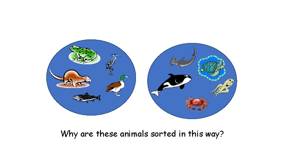 Why are these animals sorted in this way? 