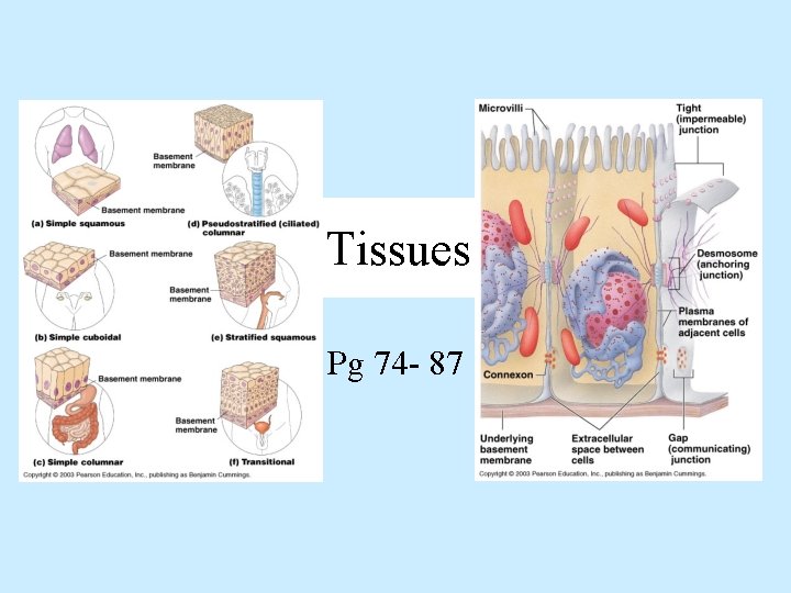 Tissue Involved Tissues Pg 74 87 What is a Tissue