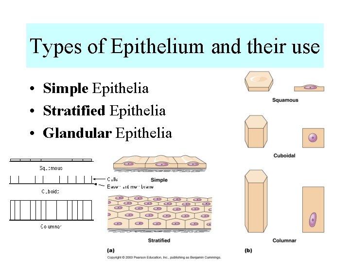 Types of Epithelium and their use • Simple Epithelia • Stratified Epithelia • Glandular Types of Epithelium and their use • Simple Epithelia • Stratified Epithelia • Glandular
