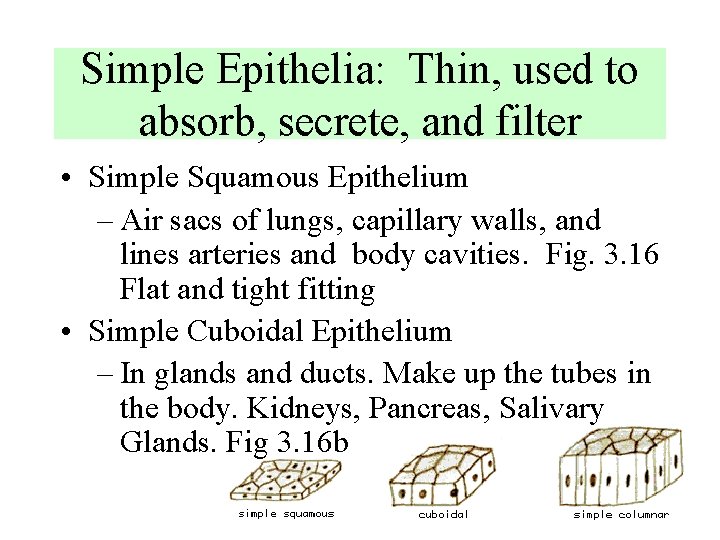 Simple Epithelia: Thin, used to absorb, secrete, and filter • Simple Squamous Epithelium – Simple Epithelia: Thin, used to absorb, secrete, and filter • Simple Squamous Epithelium –