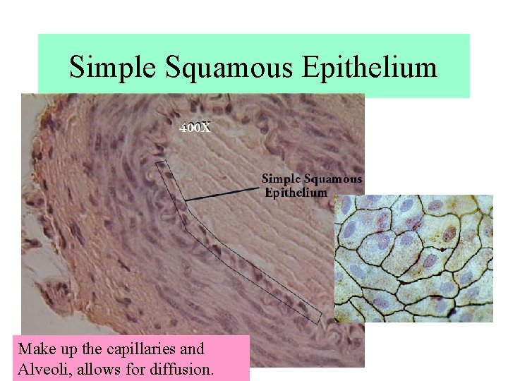 Simple Squamous Epithelium Make up the capillaries and Alveoli, allows for diffusion. Simple Squamous Epithelium Make up the capillaries and Alveoli, allows for diffusion.