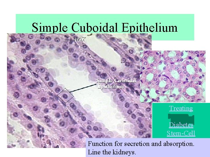 Simple Cuboidal Epithelium Treating Diabetes Stem-Cell Function for secretion and absorption. Line the kidneys. Simple Cuboidal Epithelium Treating Diabetes Stem-Cell Function for secretion and absorption. Line the kidneys.