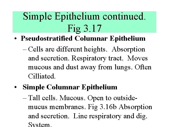 Simple Epithelium continued. Fig 3. 17 • Pseudostratified Columnar Epithelium – Cells are different Simple Epithelium continued. Fig 3. 17 • Pseudostratified Columnar Epithelium – Cells are different