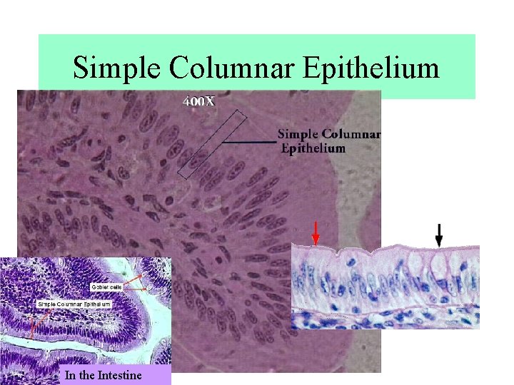 Simple Columnar Epithelium In the Intestine Simple Columnar Epithelium In the Intestine