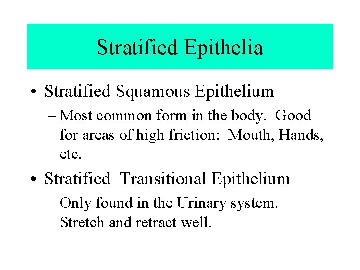 Stratified Epithelia • Stratified Squamous Epithelium – Most common form in the body. Good Stratified Epithelia • Stratified Squamous Epithelium – Most common form in the body. Good