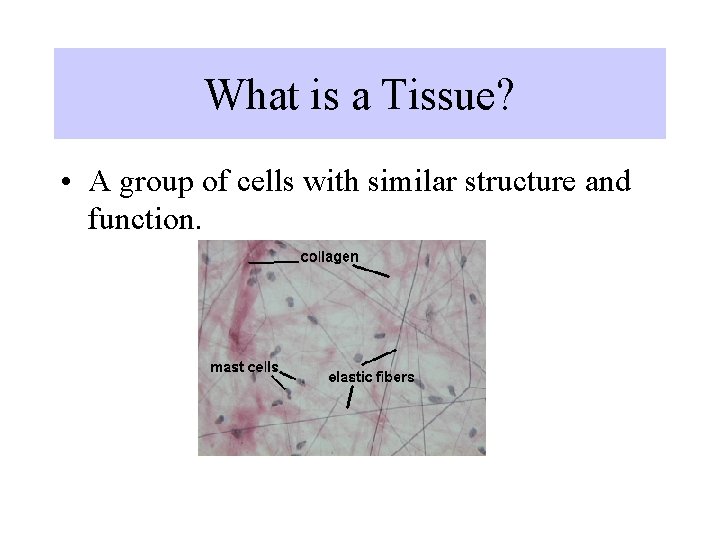 What is a Tissue? • A group of cells with similar structure and function. What is a Tissue? • A group of cells with similar structure and function.