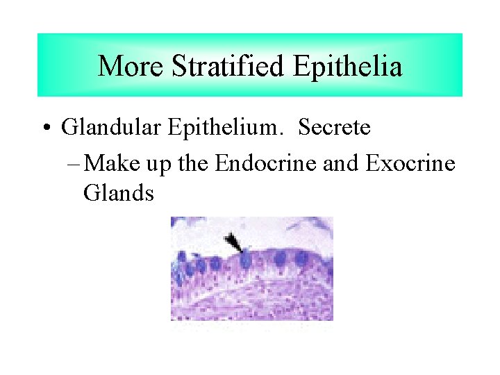 More Stratified Epithelia • Glandular Epithelium. Secrete – Make up the Endocrine and Exocrine More Stratified Epithelia • Glandular Epithelium. Secrete – Make up the Endocrine and Exocrine
