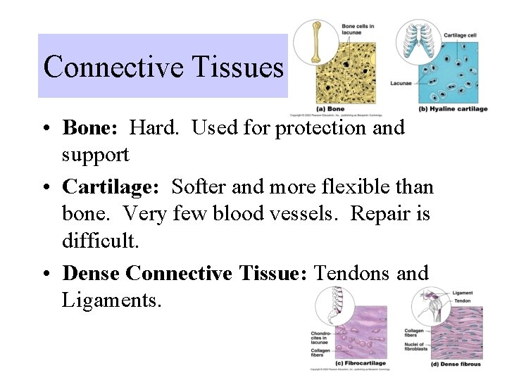 Connective Tissues • Bone: Hard. Used for protection and support • Cartilage: Softer and Connective Tissues • Bone: Hard. Used for protection and support • Cartilage: Softer and