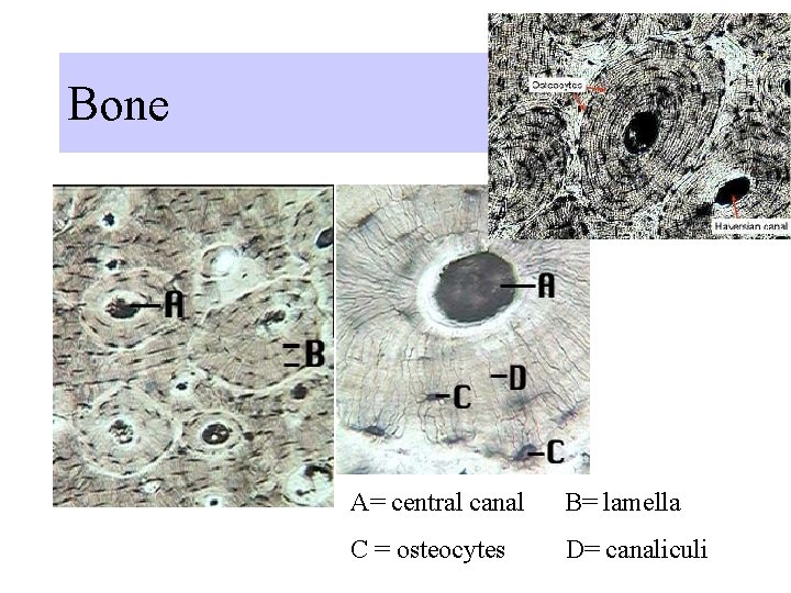 Bone A= central canal B= lamella C = osteocytes D= canaliculi Bone A= central canal B= lamella C = osteocytes D= canaliculi