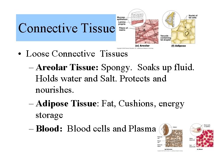 Connective Tissue • Loose Connective Tissues – Areolar Tissue: Spongy. Soaks up fluid. Holds Connective Tissue • Loose Connective Tissues – Areolar Tissue: Spongy. Soaks up fluid. Holds
