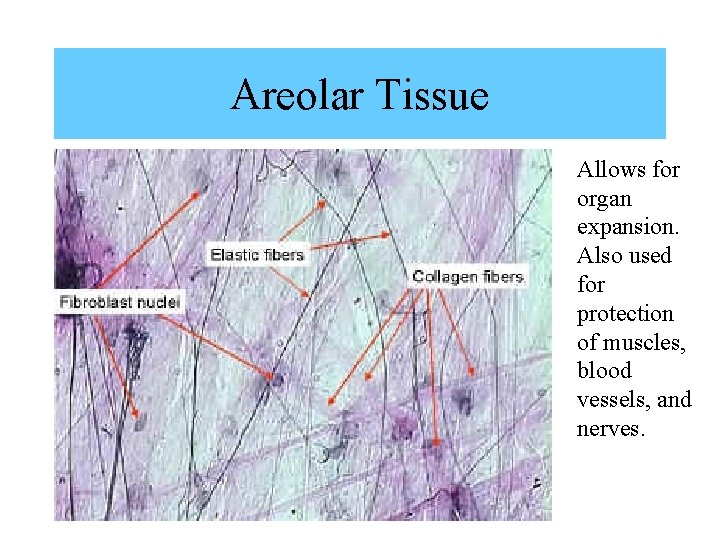 Areolar Tissue Allows for organ expansion. Also used for protection of muscles, blood vessels, Areolar Tissue Allows for organ expansion. Also used for protection of muscles, blood vessels,
