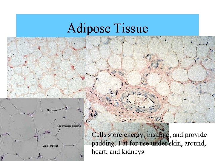 Adipose Tissue Cells store energy, insulate, and provide padding. Fat for use under skin, Adipose Tissue Cells store energy, insulate, and provide padding. Fat for use under skin,