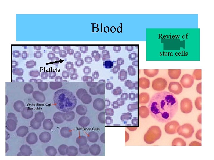 Blood Review of stem cells Platlets Blood Review of stem cells Platlets