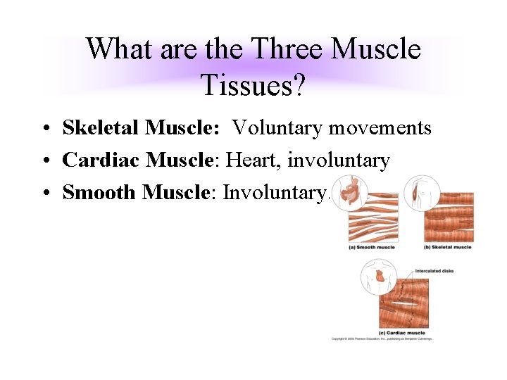 What are the Three Muscle Tissues? • Skeletal Muscle: Voluntary movements • Cardiac Muscle: What are the Three Muscle Tissues? • Skeletal Muscle: Voluntary movements • Cardiac Muscle: