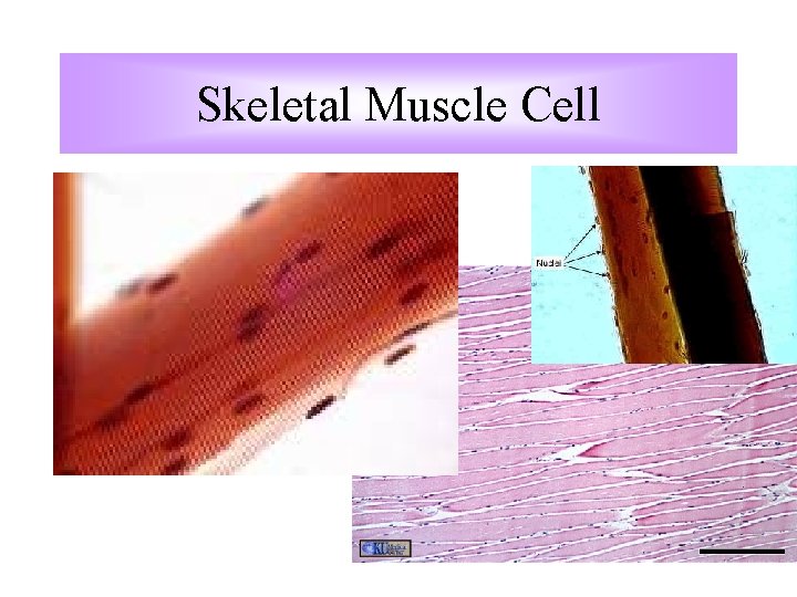 Skeletal Muscle Cell Skeletal Muscle Cell