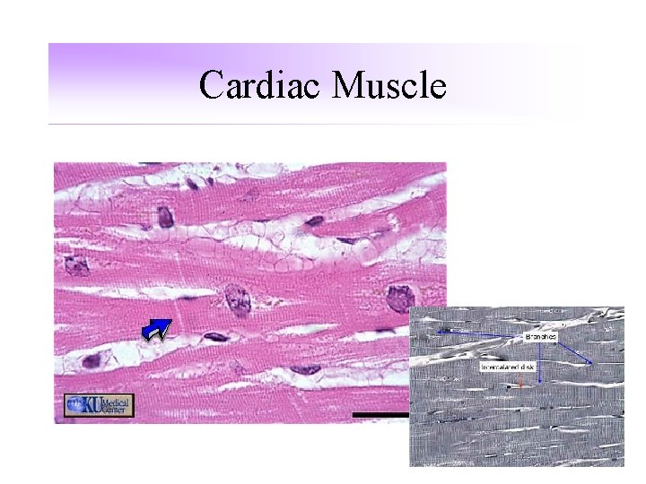 Cardiac Muscle Cardiac Muscle