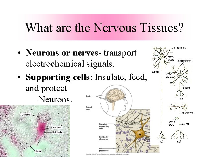What are the Nervous Tissues? • Neurons or nerves- transport electrochemical signals. • Supporting What are the Nervous Tissues? • Neurons or nerves- transport electrochemical signals. • Supporting