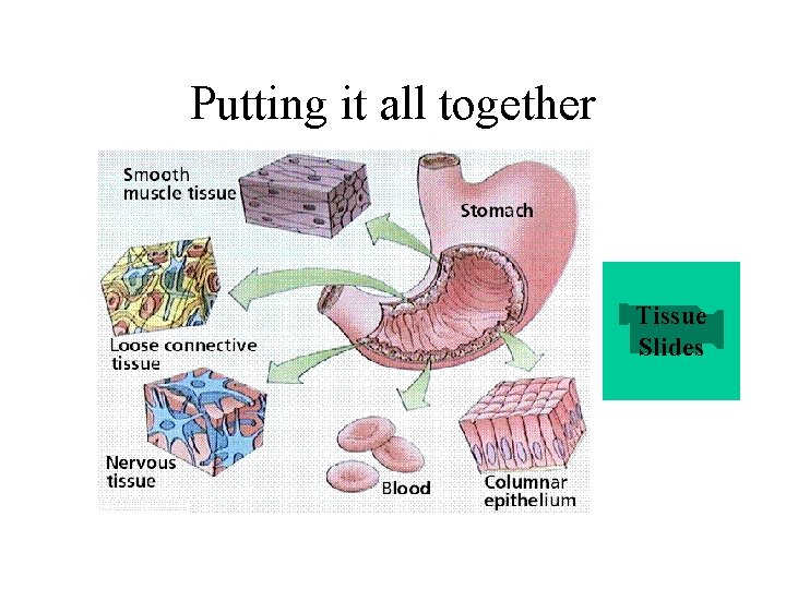 Putting it all together Tissue Slides Putting it all together Tissue Slides