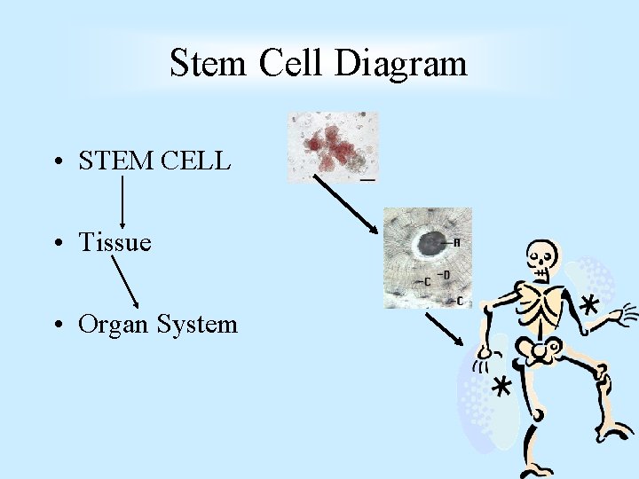 Stem Cell Diagram • STEM CELL • Tissue • Organ System Stem Cell Diagram • STEM CELL • Tissue • Organ System