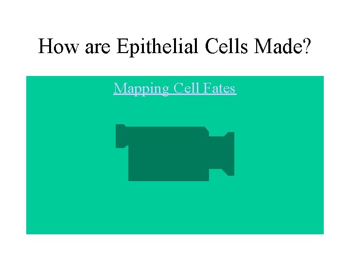How are Epithelial Cells Made? Mapping Cell Fates How are Epithelial Cells Made? Mapping Cell Fates