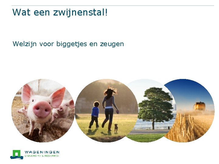 Wat een zwijnenstal! Welzijn voor biggetjes en zeugen 