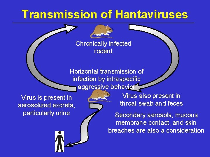 Transmission Of Hantavirus / Hantavirus Facts Infection Pathways Life