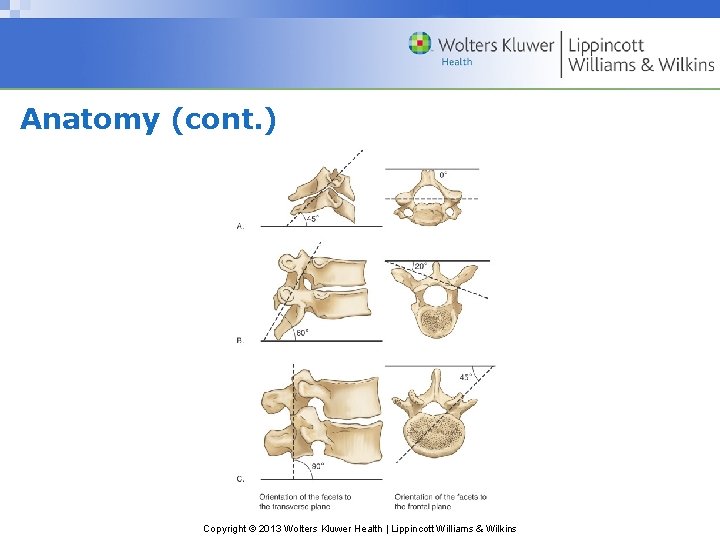 Anatomy (cont. ) Copyright © 2013 Wolters Kluwer Health | Lippincott Williams & Wilkins