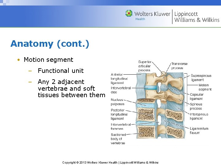 Anatomy (cont. ) • Motion segment – Functional unit – Any 2 adjacent vertebrae