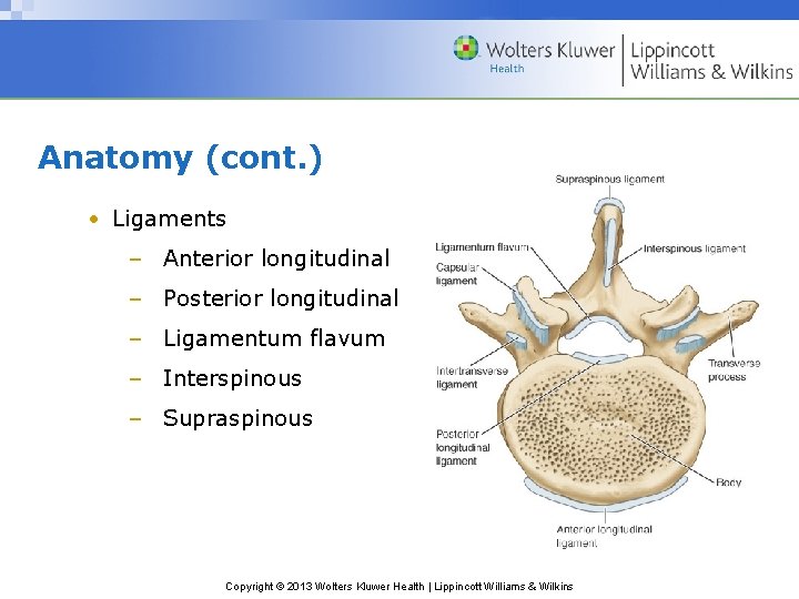 Anatomy (cont. ) • Ligaments – Anterior longitudinal – Posterior longitudinal – Ligamentum flavum