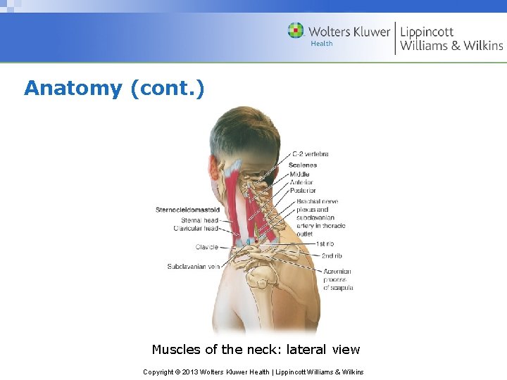 Anatomy (cont. ) Muscles of the neck: lateral view Copyright © 2013 Wolters Kluwer